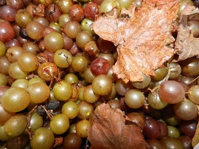 How to Make Muscadine Wine Image